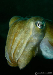 Cuttlefish - Sepia offincinalis.
Penlee Point, Plymouth.... by Mark Thomas 
